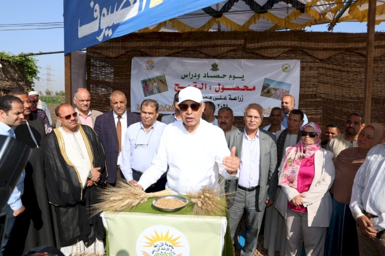 ملحمة السنابل و المناجل من أحد حقول القمح بالتوفيقية مركز سمالوط