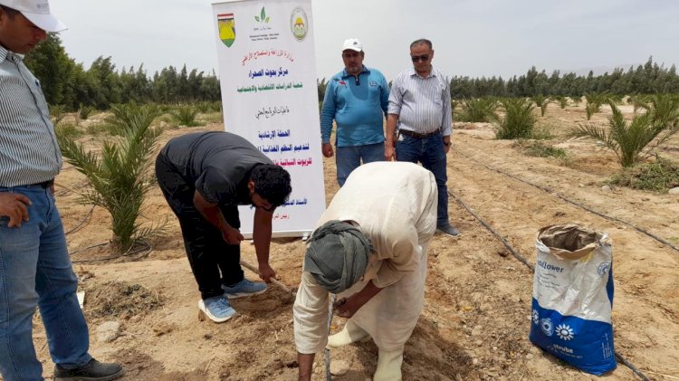 "بحوث الصحراء" ينفذ 10 حقول إرشادية لزراعة عباد الشمس الزيتى بجنوب سيناء