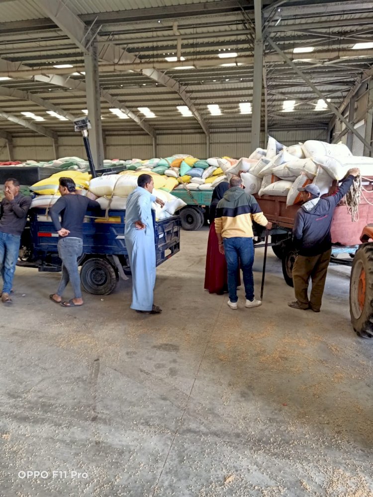 تموين كفر الشيخ : استلام 48829 طن و 166 كجم  قمح