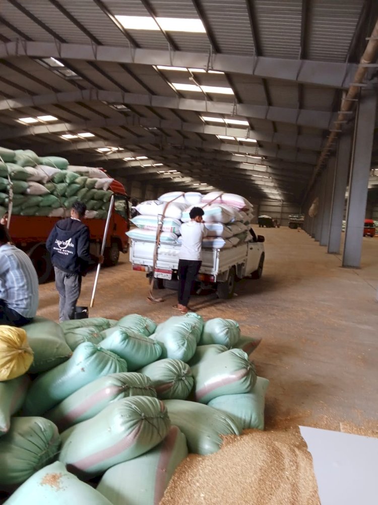 تسليم ١٥٧٨٥٣طن و١٥٣ كجم قمح لمطاحن كفرالشيخ بإشراف وزارة التموين