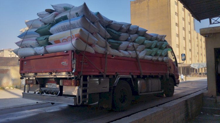 توريد ٦٢٩٥٠ طن و٩كجم من الأقماح لمطاحن كفرالشيخ