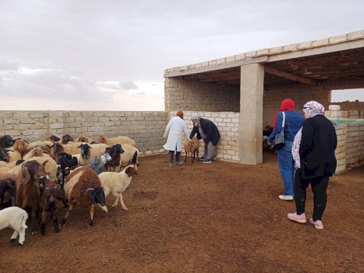 "بحوث الصحراء" يواصل دعم مزارعي ومربي مطروح بقوافل بيطرية مجانية