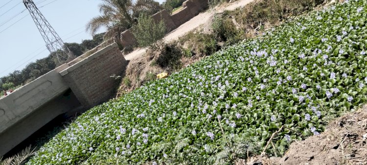 مزارعو الشرقية يتضررون من ورد النيل ويستغيثون بمدير إدارة الرى