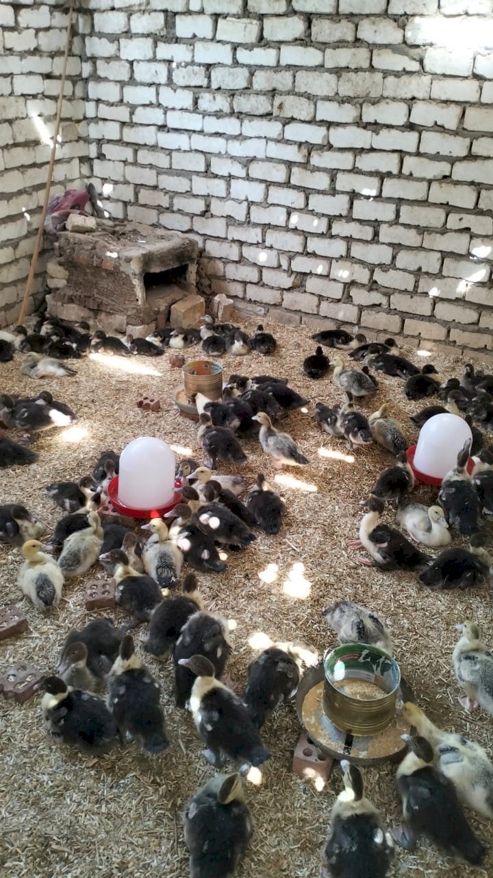 الزراعة تواصل تنفيذ المدارس الحقلية ضمن مشروع "سيل" لدعم المستفيدين