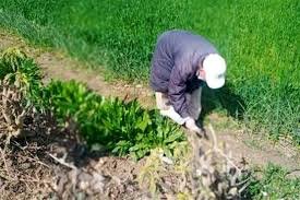 زراعة المنيا .. حملة لمكافحة القوارض عقب حصاد المحاصيل الشتوية