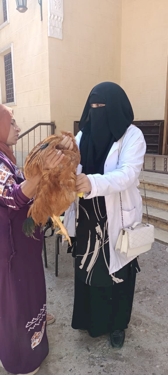 تحصين أكثر من 43 ألف طائر داجني ضد الأمراض الوبائية في كفر الشيخ