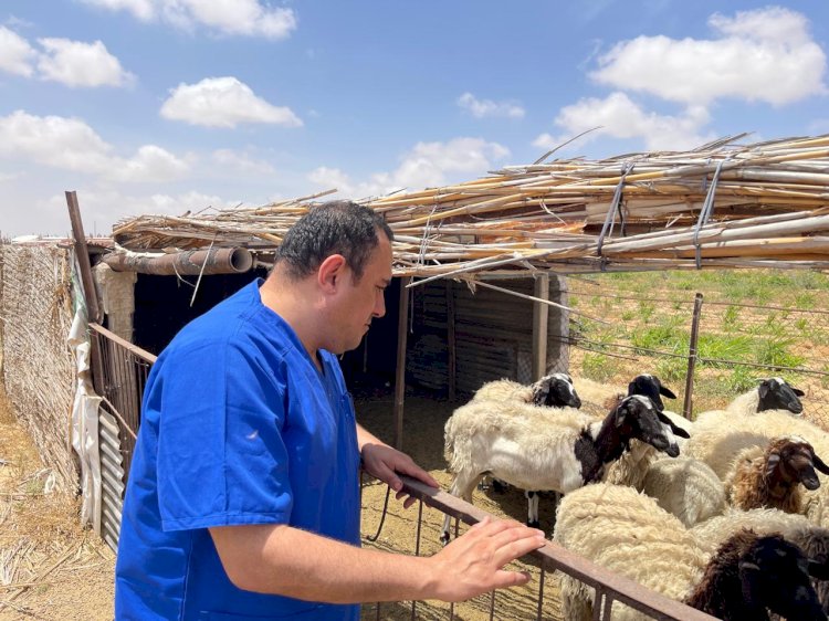 بحوث الصحراء يطلق قافلة بيطرية لتحسين صحة الثروة الحيوانية بالشيخ زويد ورفح