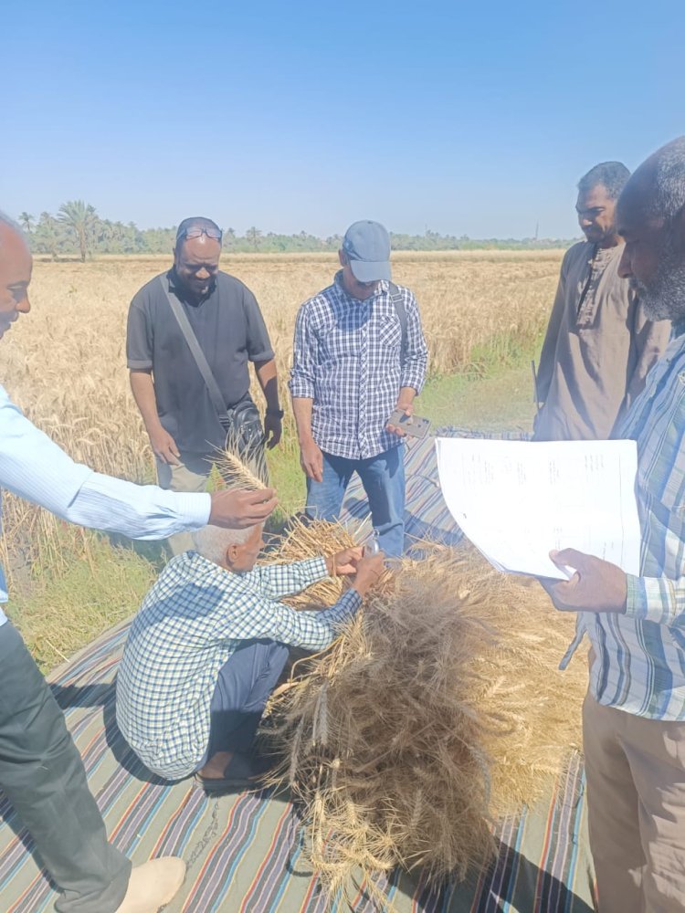 حصاد محصول القمح بمركز ادفو بأسوان كنموذج لترشيد استخدام مياه الري