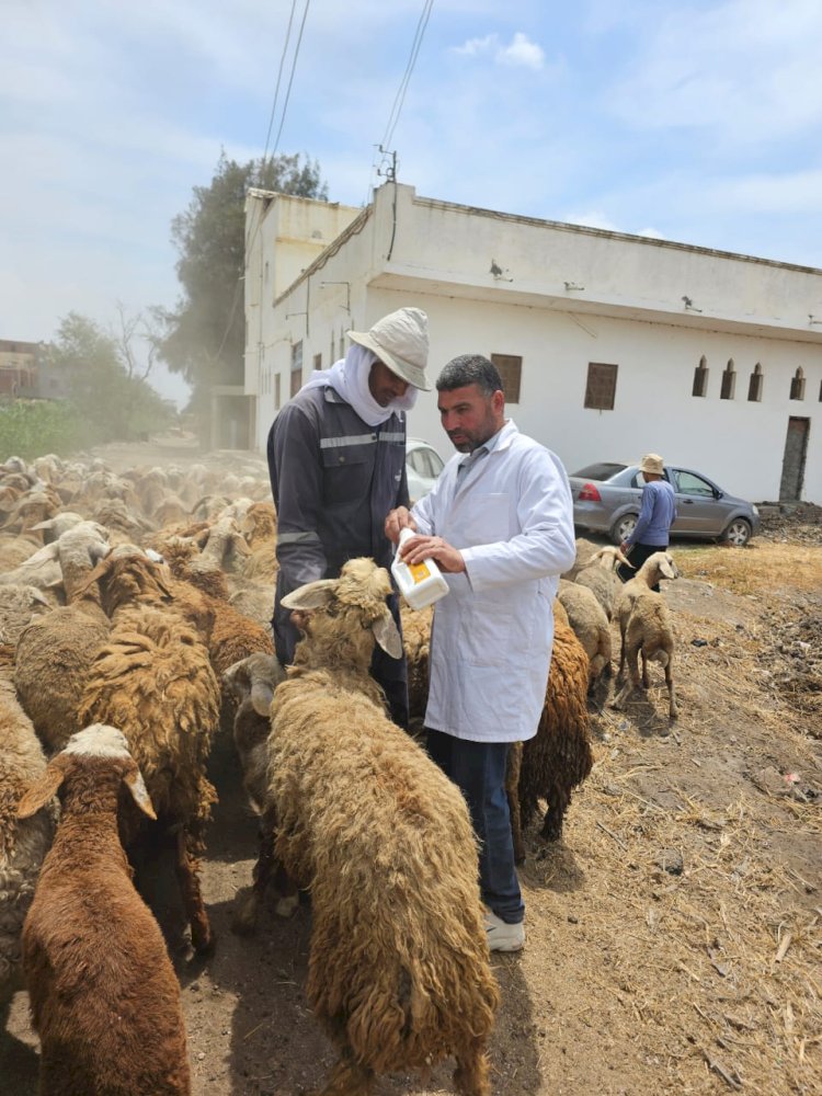 الزراعة تطلق 9 قوافل بيطرية علاجية مجانية في ٥ محافظات