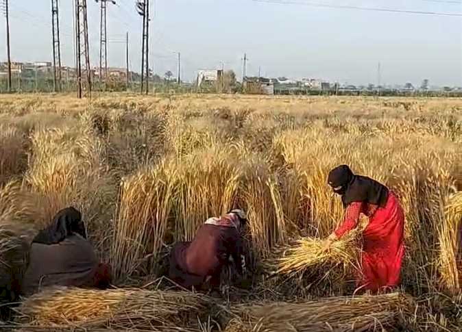 توريد 375 ألف طن لشون وصوامع المنيا