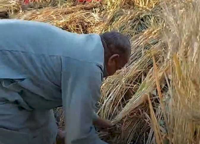 منذ بداية الحصاد.. تسليم 398 ألف طن قمح إلى شون وصوامع المنيا