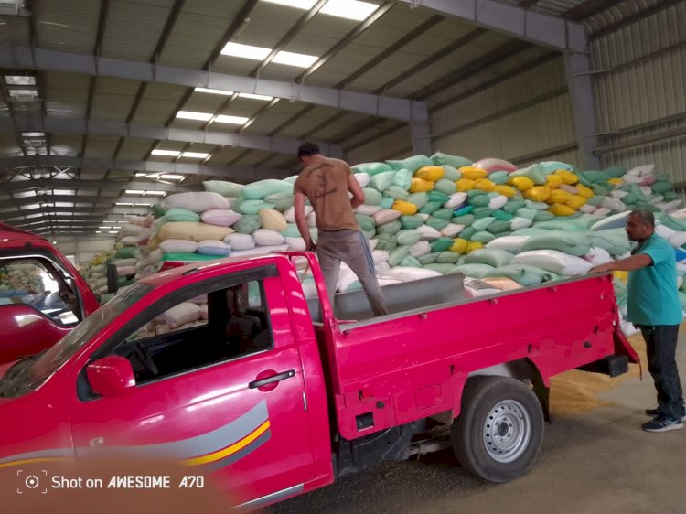 توريد أكثر من ٢٠٢ طن من الاقماح المحلية لمطاحن كفرالشيخ