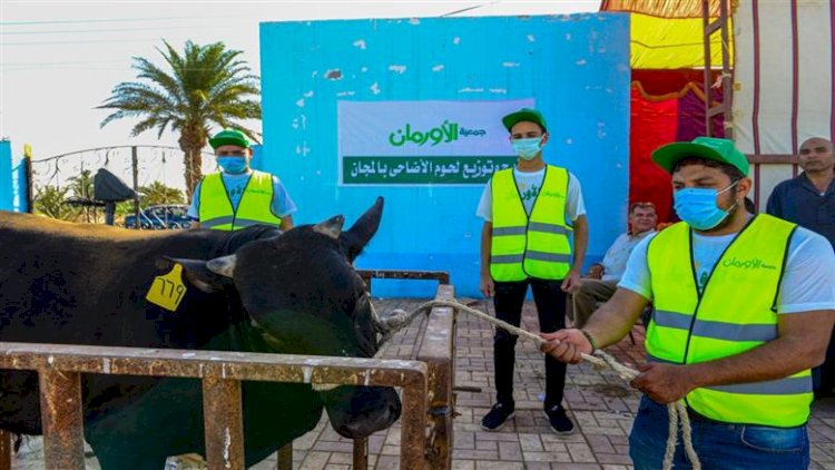 تضامن المنيا : توزيع لحوم 55 عجلا على الأسر الأولى بالرعاية في عيد الأضحى