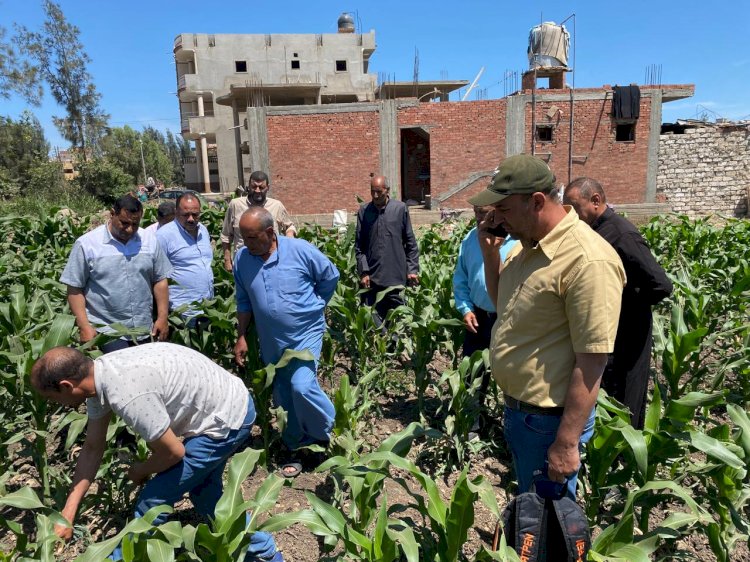 الزراعة تطلق قافلة إرشادية كبرى لدعم مزارعي كفر الشيخ