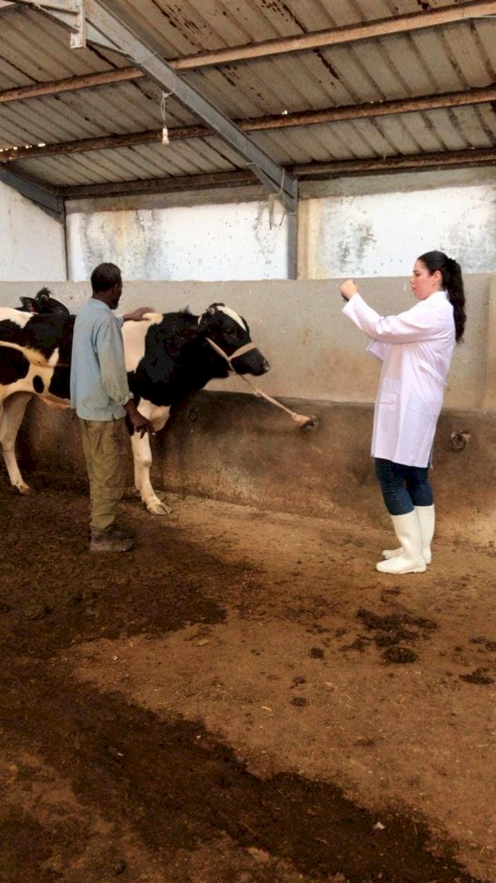 الزراعة تعلن نتائج الحملة القومية لتحصين الماشية