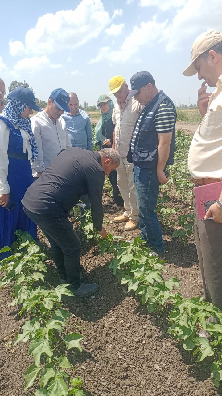 "رئيس المركزية لمكافحة الآفات" يتابع حالة الزراعات بمحافظة كفر الشيخ