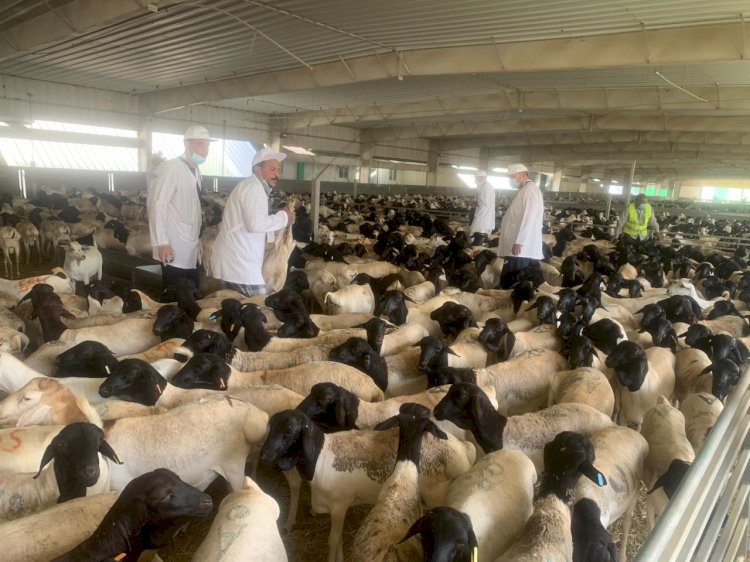 وزير الزراعة يتابع أعمال البعثة البيطرية المصرية للإشراف على الهدي والأضاحي