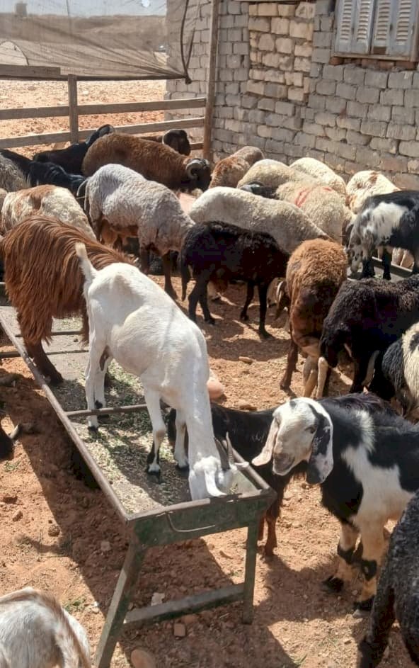 وزير الزراعة يتابع أعمال لجان المرور على شوادر وأماكن بيع الأضاحي