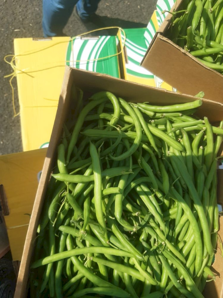 "الزراعة" تؤكد استمرار دعم منظومة الصادرات والواردات الزراعية خلال إجازة العيد