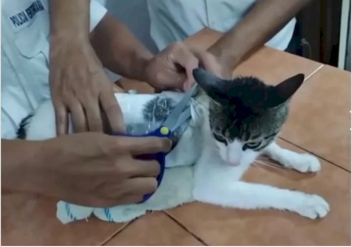 القبض على"قطة"  بتهمة حيازة المخـ.درات اثناء تسلق السياج المحيط بأحد السجون