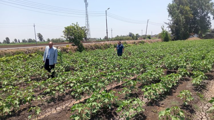 الزراعة تنفذ سلسلة من الأنشطة الإرشادية لدعم مزارعي المحاصيل بالمحافظات