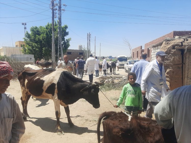الزراعة تنفذ 431 قافلة بيطرية مجانية لعلاج مايوالماضي