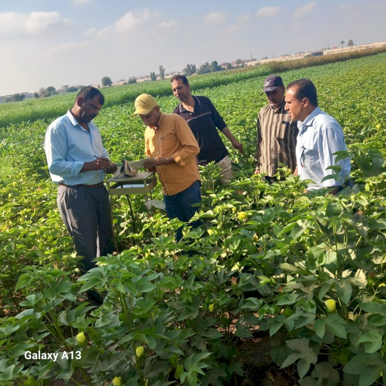 المركزية لمكافحة الآفات تنهي حملة مكافحة القوارض وتواصل المحاصيل الصيفية