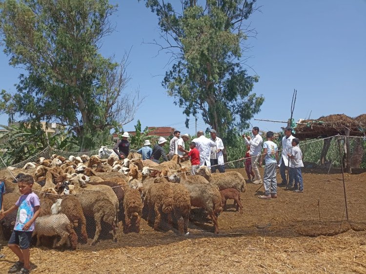حملات بيطرية لحماية الثروة الحيوانية بالمحافظات