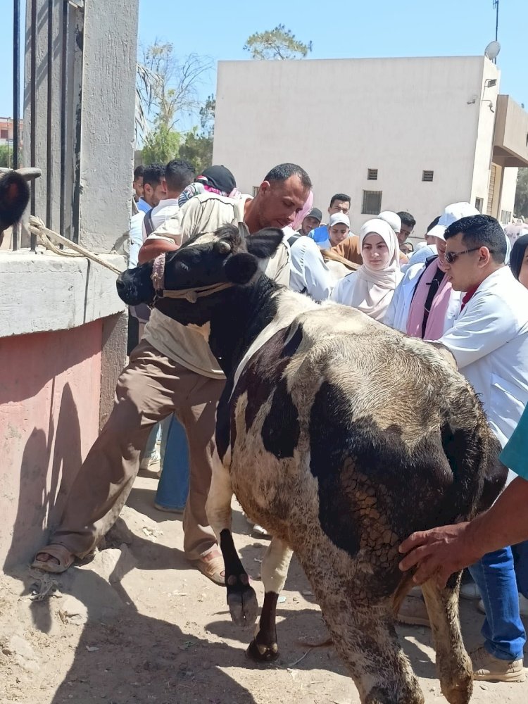 الخدمات البيطرية تطلق قوافل علاجية مجانية لدعم صغار المربين