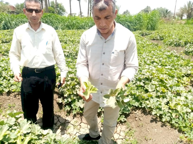 "الزراعة" تتفقد المراكز الإرشادية ببنى سويف