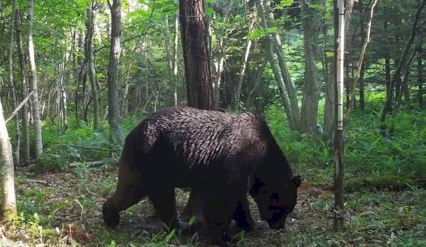 دب يتسبب في إلغاء رحلات جوية
