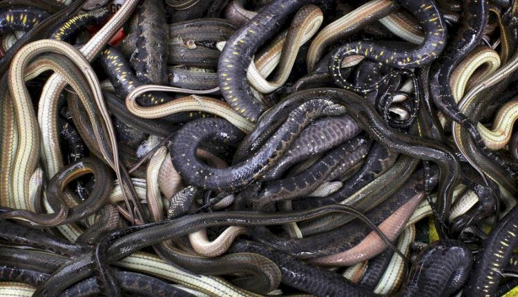 احباط محاولة تهريب كبرى لعشرات الزواحف والكائنات النادرة بمطار القاهرة الدولي