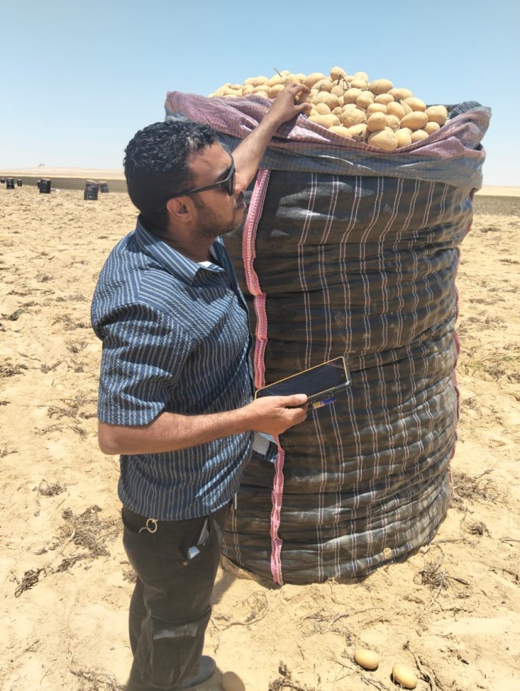 الزراعة تواصل متابعة أعمال حصاد البطاطس في المناطق الخالية من العفن البني