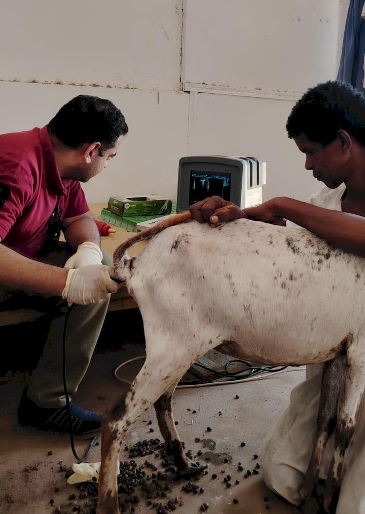 بحوث الصحراء يطبق تقنية السونار لتعزيز انتاجية الثروة الحيوانية بحلايب والشلاتين