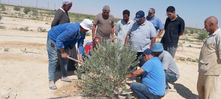 بحوث الصحراء يواصل جولاته الميدانية ضمن مبادرة اسأل واستشيرلدعم مزارعي سيناء