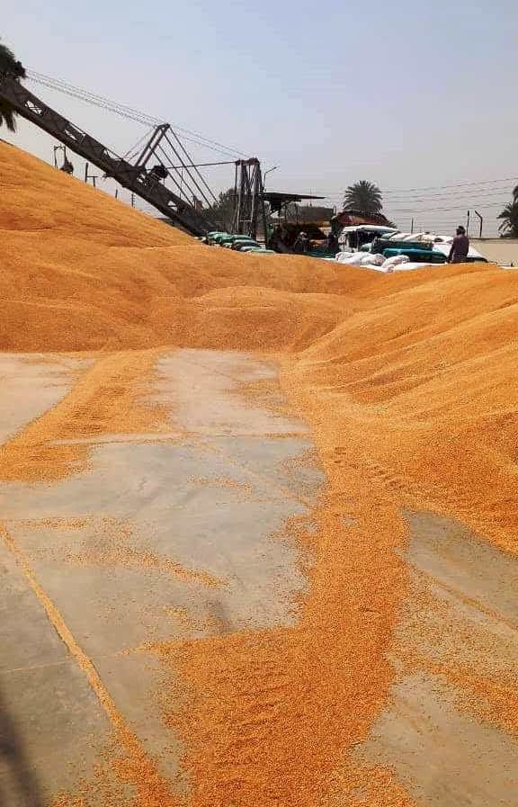 محافظ سوهاج: استقبال أكثر من 183 ألف طن أقماح بشون وصوامع المحافظة