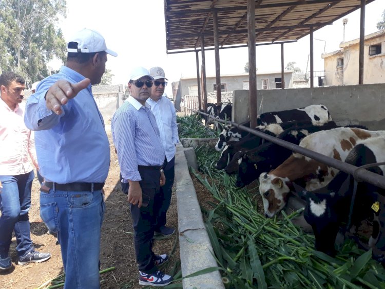 رئيس البحوث الزراعية يتابع البرامج البحثية للمحاصيل الحقلية بمحطة بحوث سخا