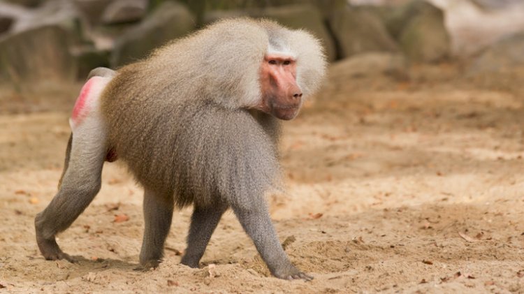 قتل 12 قرد بابون في حديقة حيوان بألمانيا