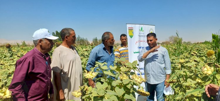 بحوث الصحراء ينجح في إدخال زراعة عباد الشمس الزيتي  بسيناء