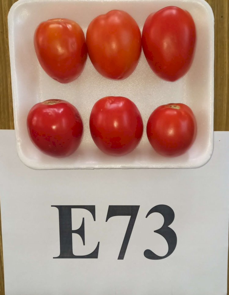 الزراعة  تقدم هجن طماطم مصرية جديدة بإنتاجية عالية