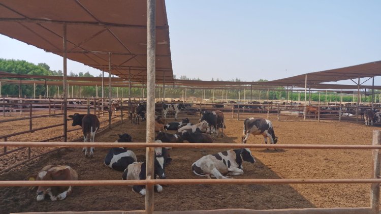 اعرف تفاصيل نجاح الزراعة في حماية الثروة الحيوانية من العترة sAtI