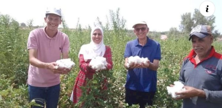 نجاح تجارب زراعة القطن في صحراء جنوب سيناء لأول مرة
