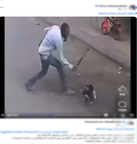 حقيقة فيديو ضرب عاطل قطة بعصا خشبية بالإسكندرية