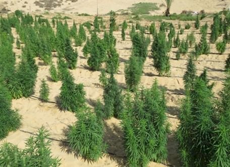 فى ضربة أمنية حاسمة .. ضبط اكبر مزرعة لزراعة الهيدرو المخدر بالإسماعيلية