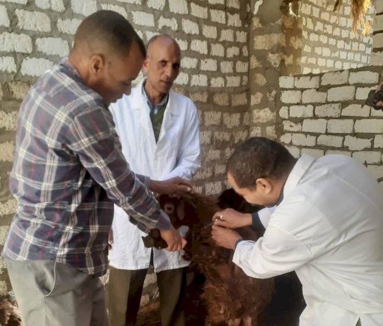 تحصين 45 ألف رأس ماشية ضد الحمى القلاعية والوادي المتصدع بالمنيا