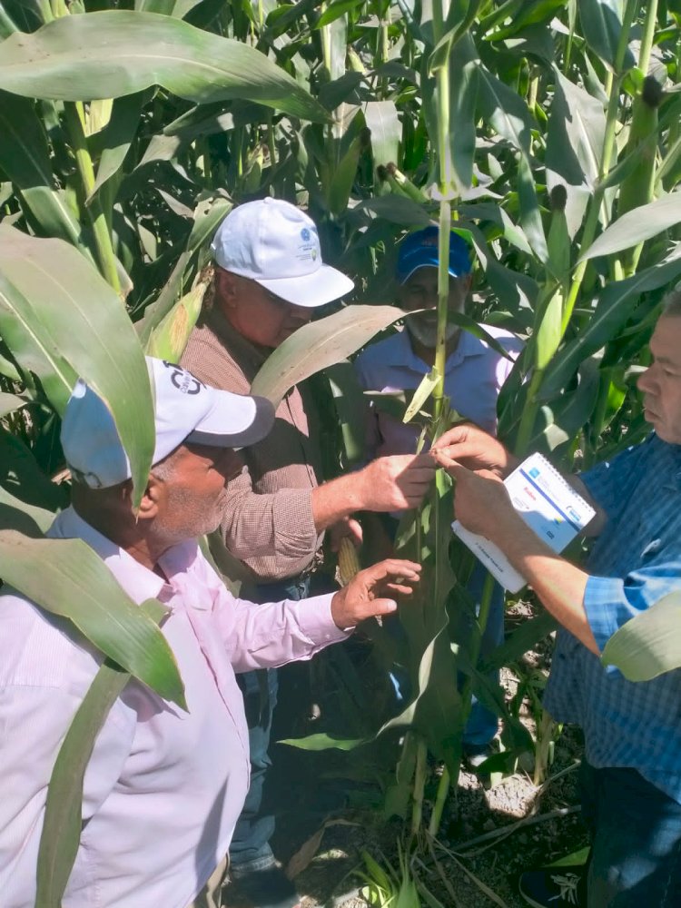 الزراعة تطلق حملة قومية لمتابعة ورصد ومكافحة ذبابة الفاكهة