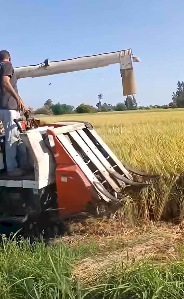 "الزراعة الآلية"  تستعد لموسم حصاد الأرز في الدلتا