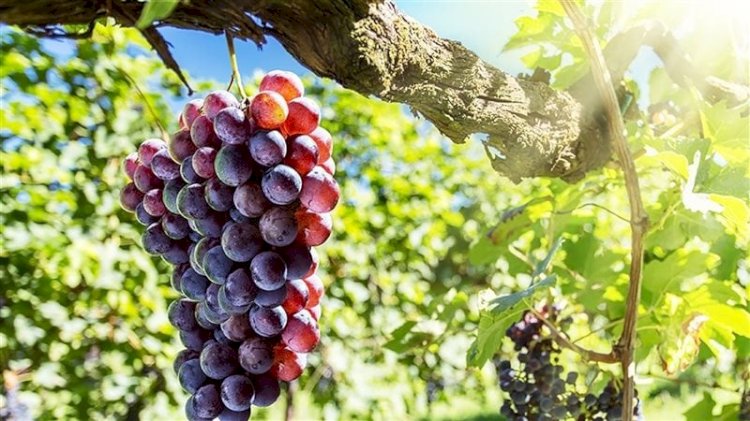 منذ 37 سنة.. المنيا تحتل الصدارة في انتاج وتصدير العنب