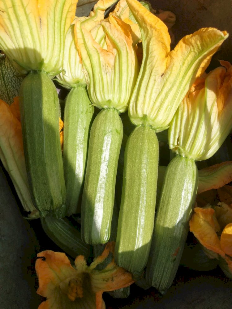 البحوث الزراعية" يعلن  تسجيل هجن و أصناف محليه جديدة من الطماطم و الفاصوليا والكوسة