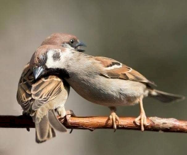 بوح ... شعر  إيمان العطيفي